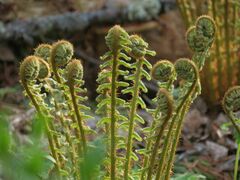 Dryopteris crassirhizoma
