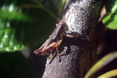 Serpusilla malagassa