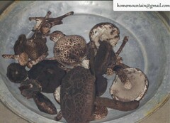 Strobilomyces seminudus