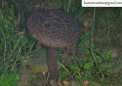 Strobilomyces seminudus