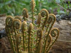 Dryopteris crassirhizoma