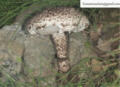 Strobilomyces seminudus