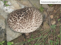 Strobilomyces seminudus