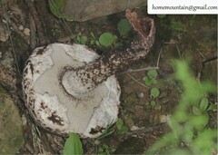 Strobilomyces seminudus