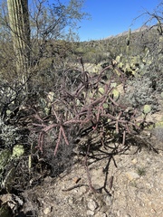 Cylindropuntia thurberi versicolor
