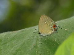 Theclopsis lydus