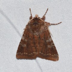 Cerastis tenebrifera