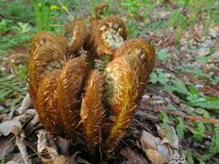 Dryopteris crassirhizoma