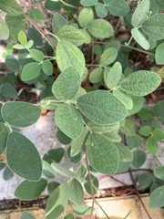 Macroptilium atropurpureum