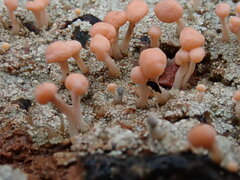 Baeomyces