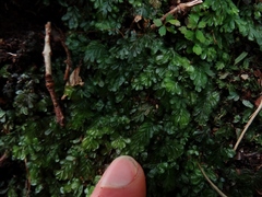 Hymenophyllum minimum