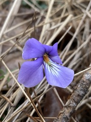 Viola pedata