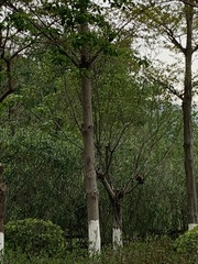 Centropus sinensis