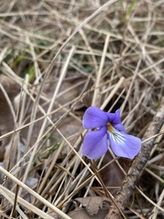 Viola pedata