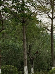 Centropus sinensis