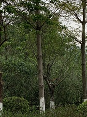 Centropus sinensis
