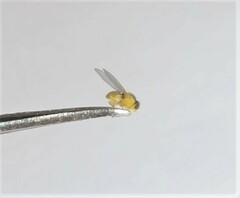 Aulagromyza tridentata