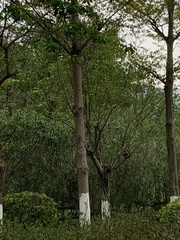 Centropus sinensis