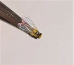 Aulagromyza tridentata