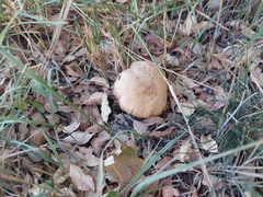 Fungi
