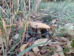 Fungi