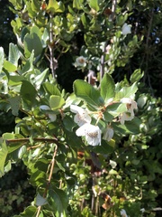 Eucryphia glutinosa