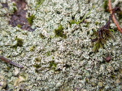 Xanthoparmelia stenophylla