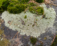Xanthoparmelia stenophylla