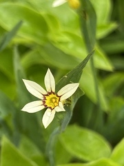 Sisyrinchium rosulatum