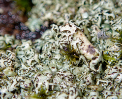 Xanthoparmelia stenophylla