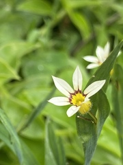 Sisyrinchium rosulatum