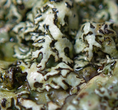 Xanthoparmelia stenophylla