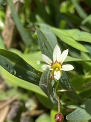 Sisyrinchium rosulatum