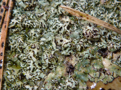 Xanthoparmelia stenophylla