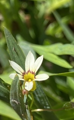 Sisyrinchium rosulatum