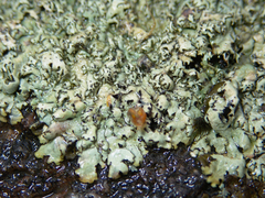 Xanthoparmelia stenophylla