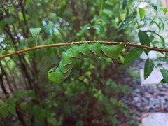 Sphinx ligustri
