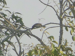 Terpsiphone paradisi