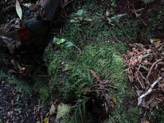 Hymenophyllum minimum