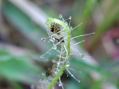 Drosera finlaysoniana