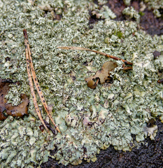 Xanthoparmelia stenophylla