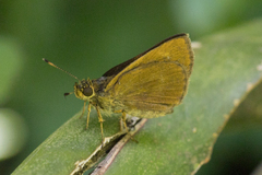 Anthoptini