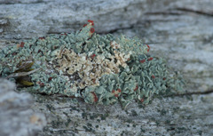 Tremella cladoniae