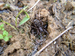 Pardosa pseudoannulata