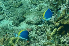 Acanthurus leucosternon