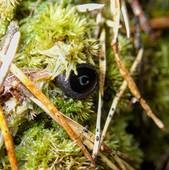 Pseudoplectania nigrella