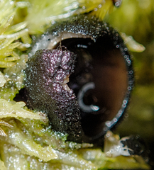 Pseudoplectania nigrella