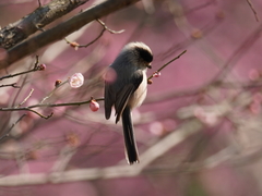 Aegithalos glaucogularis