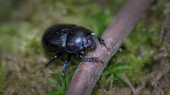 Geotrupidae