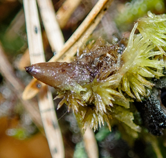 Pseudoplectania nigrella